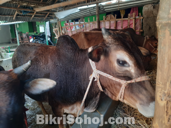 গরু